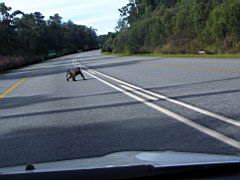 0400 drive to tsitsikamma IMGP5611.jpg